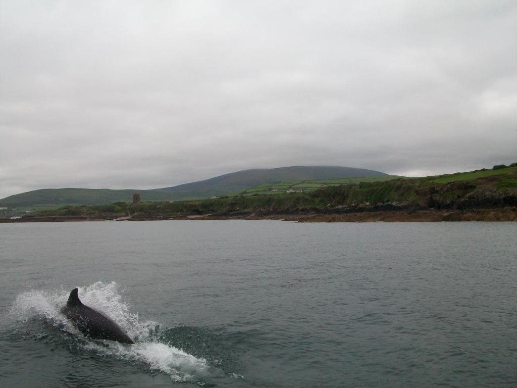 Fiuise B&B Dingle Bagian luar foto
